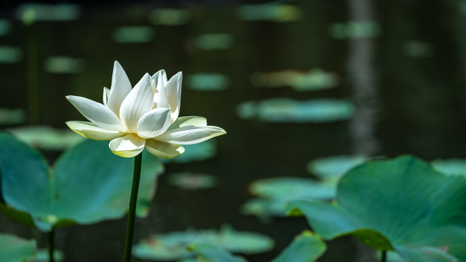 Tag 10 – Botanischer Garten – Zuckerrohr-Museum