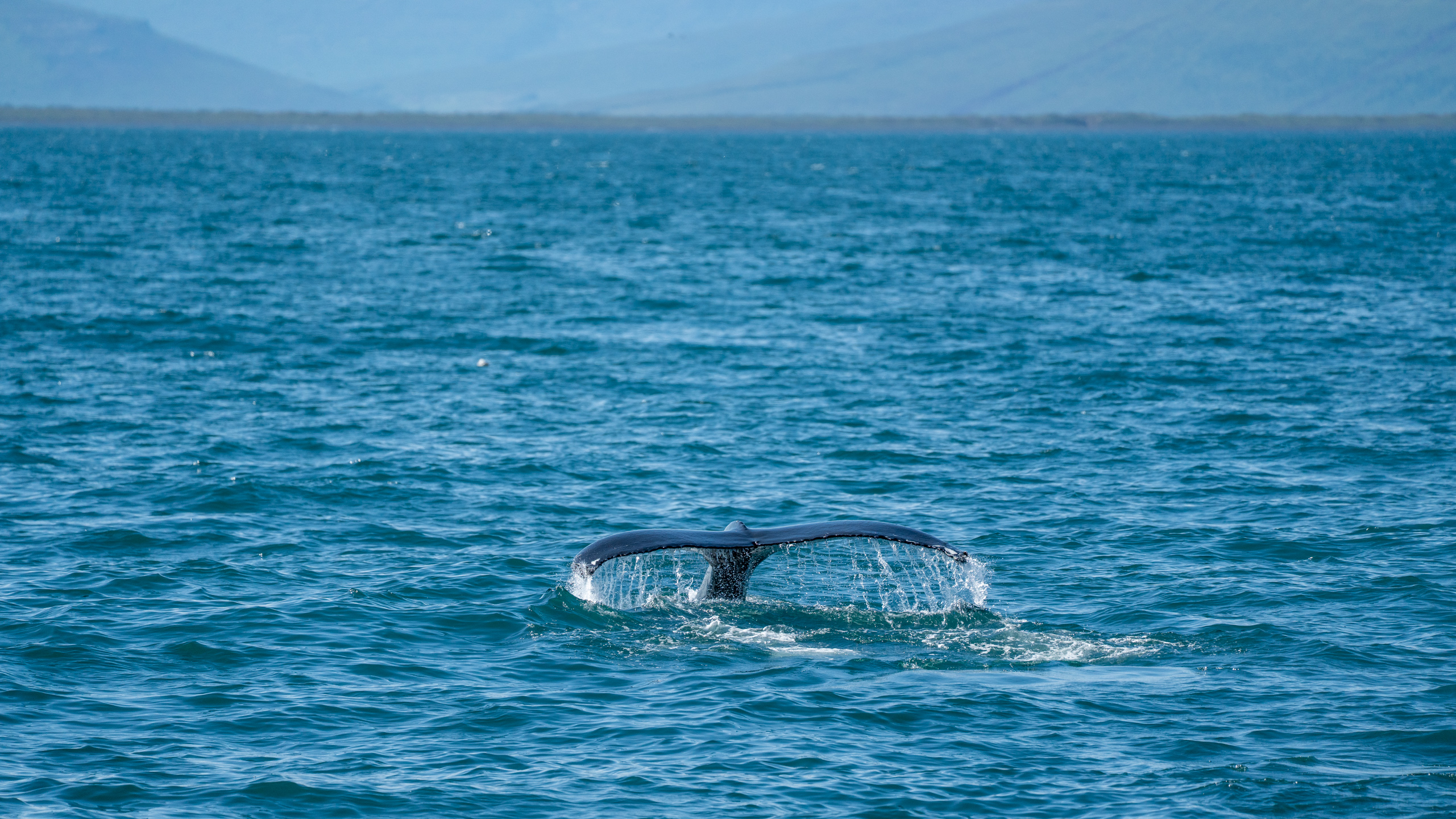 Tag 10 – Buckelwale