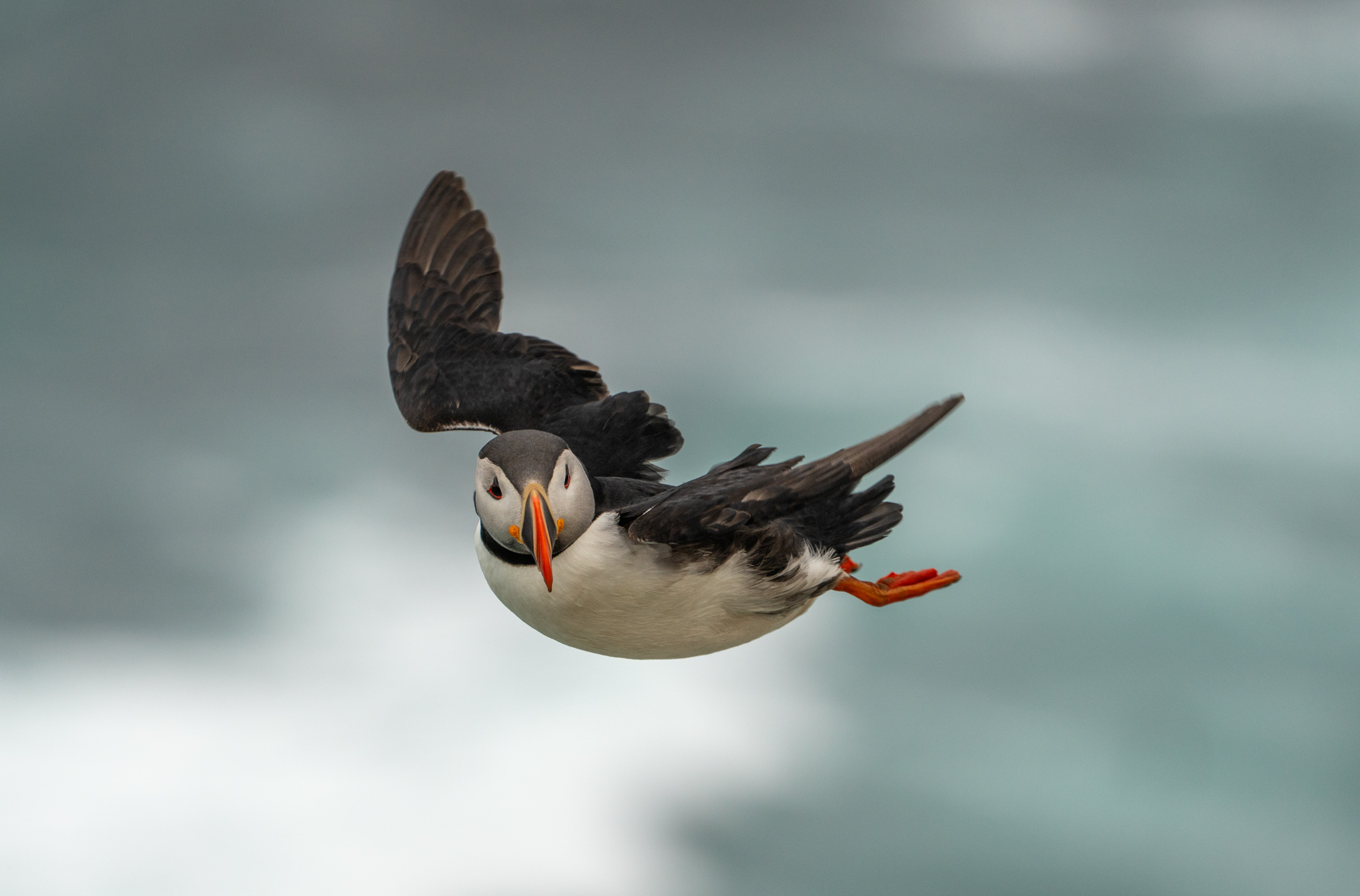 Tag 12 – Bye Bye, Flying Puffins
